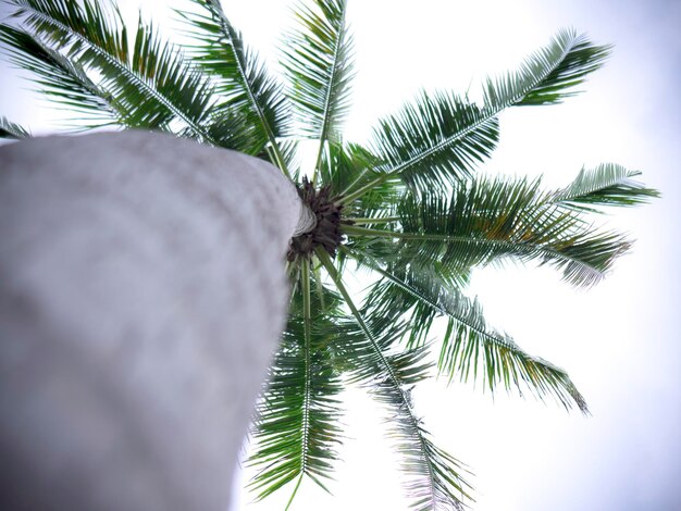 Foto vista de bajo ángulo de la palmera contra el cielo