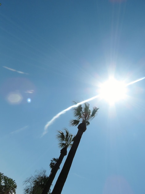 Foto vista de ángulo bajo de la palmera creciendo contra el cielo en un día soleado