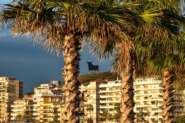 Foto vista de bajo ángulo de la palmera por el edificio contra el cielo