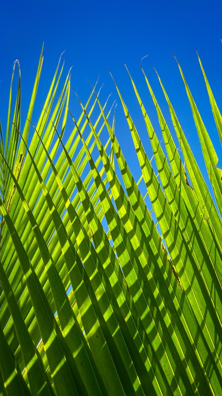 Foto vista de bajo ángulo de la palmera hermosa luz del sol por la mañana