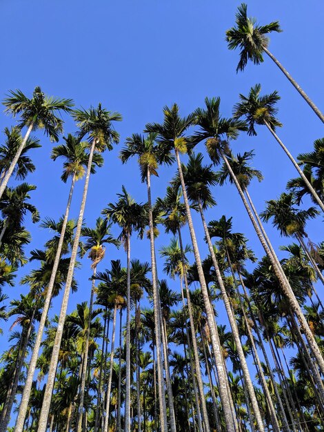 Foto vista de bajo ángulo de palmeras de coco contra un cielo azul claro