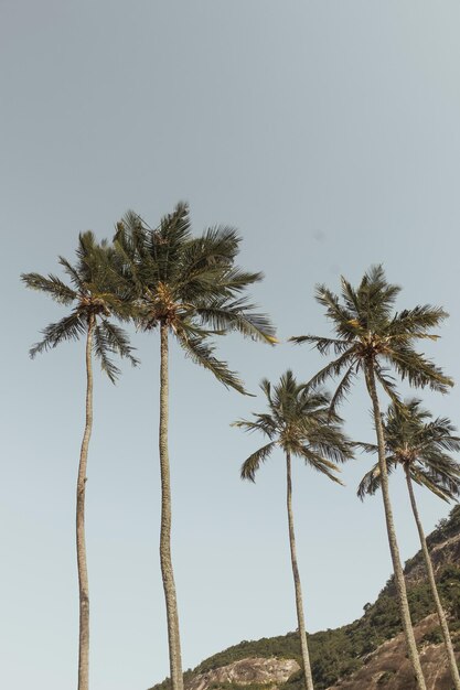 Vista de ángulo bajo de las palmeras de coco contra un cielo despejado