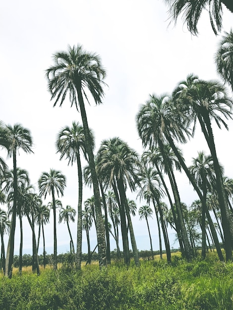 Foto vista de ángulo bajo de las palmeras de coco contra el cielo