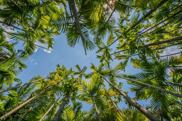 Foto vista de ángulo bajo de las palmeras de coco contra el cielo