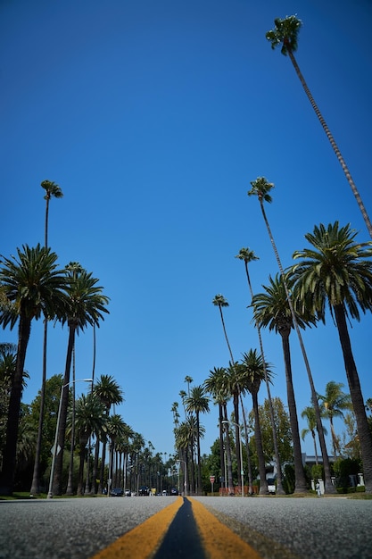 Vista en bajo ángulo de palmeras contra un cielo azul claro