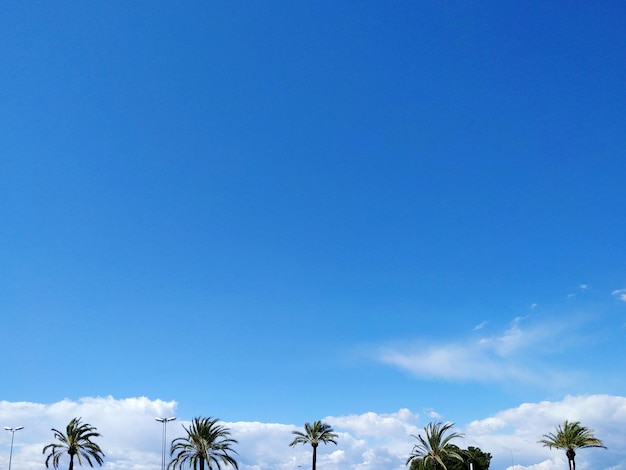 Vista de ángulo bajo de palmeras contra el cielo azul