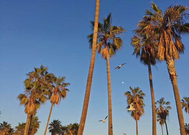 Foto vista de bajo ángulo de las palmeras contra el cielo azul