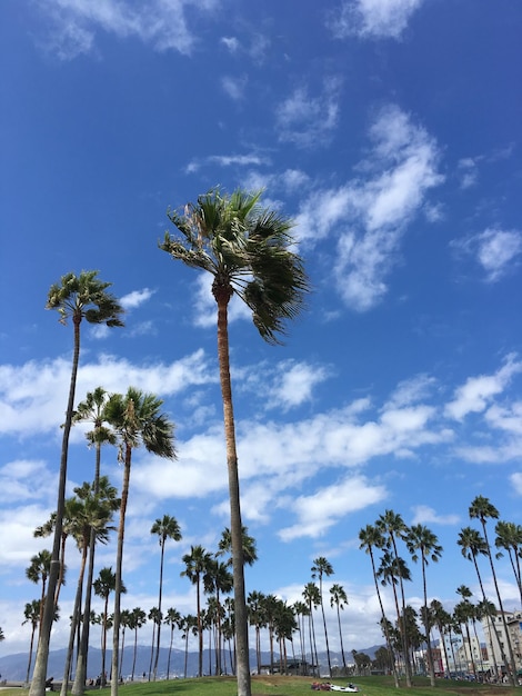 Vista de bajo ángulo de las palmeras contra el cielo azul