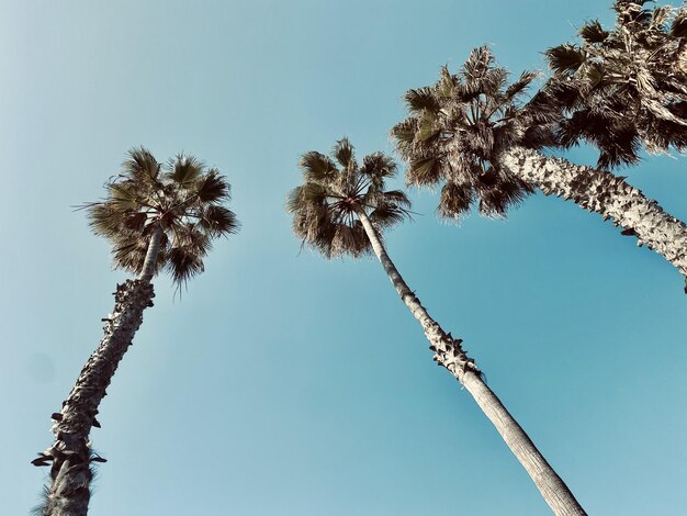 Foto vista en bajo ángulo de palmeras contra un cielo despejado