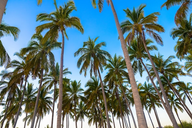 Vista en bajo ángulo de palmeras contra un cielo despejado