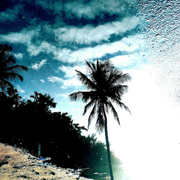 Vista en bajo ángulo de palmeras contra un cielo nublado