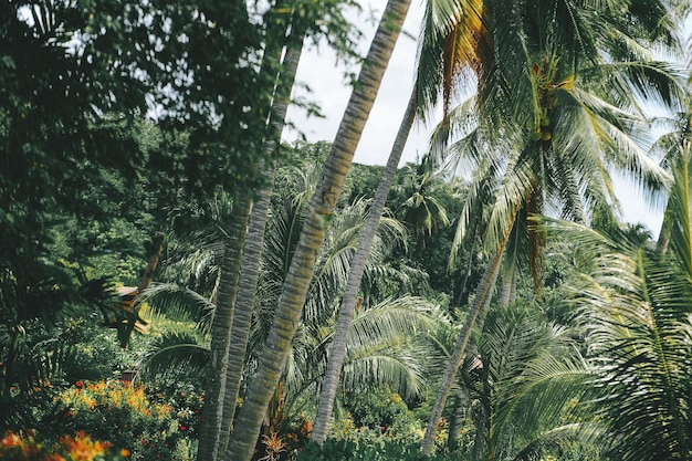 Foto vista en bajo ángulo de palmeras contra el cielo