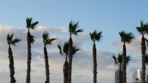 Foto vista en bajo ángulo de palmeras contra el cielo