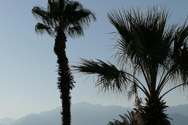 Foto vista en bajo ángulo de palmeras contra el cielo