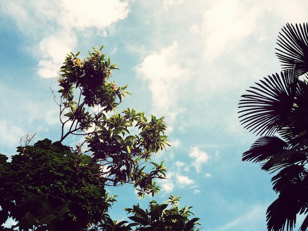 Foto vista en bajo ángulo de palmeras contra el cielo