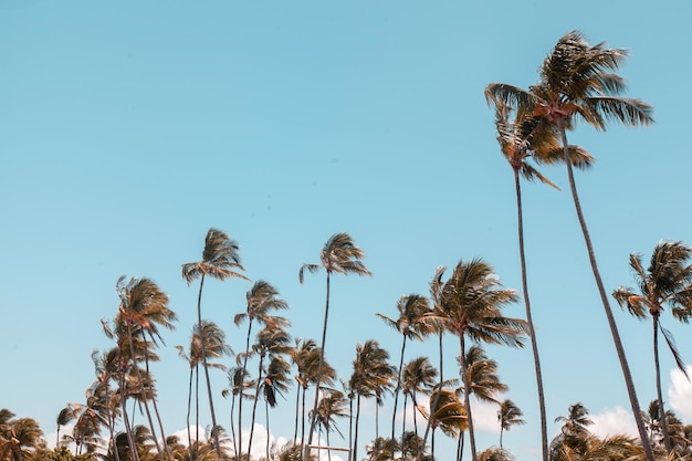 Foto vista en bajo ángulo de palmeras contra el cielo