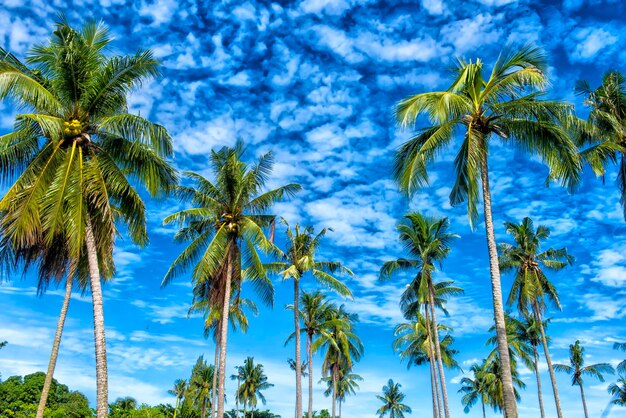 Foto vista en bajo ángulo de palmeras contra el cielo