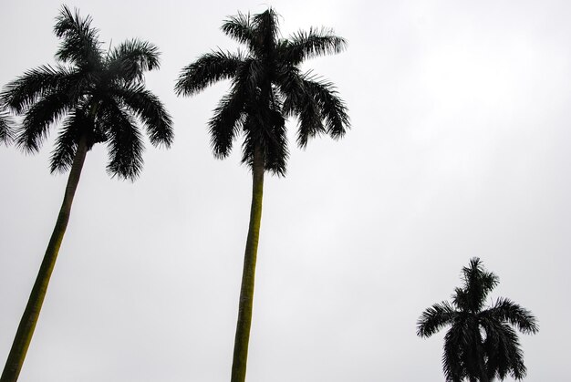 Foto vista en bajo ángulo de las palmeras contra el cielo