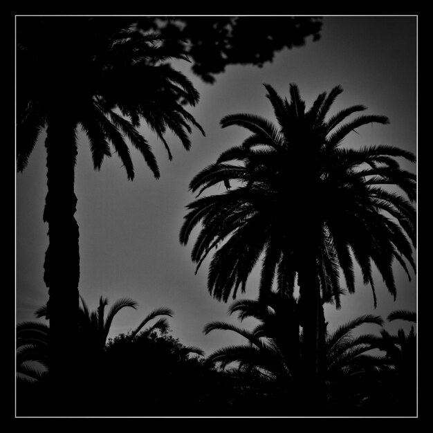 Foto vista de ángulo bajo de palmeras en silueta contra un cielo despejado al anochecer