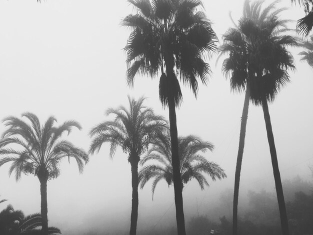 Foto vista de ángulo bajo de palmeras en silueta contra un cielo despejado