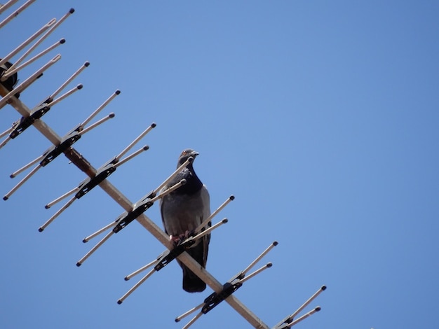 Foto vista de ángulo bajo de una paloma en una antena de televisión en gibraltar