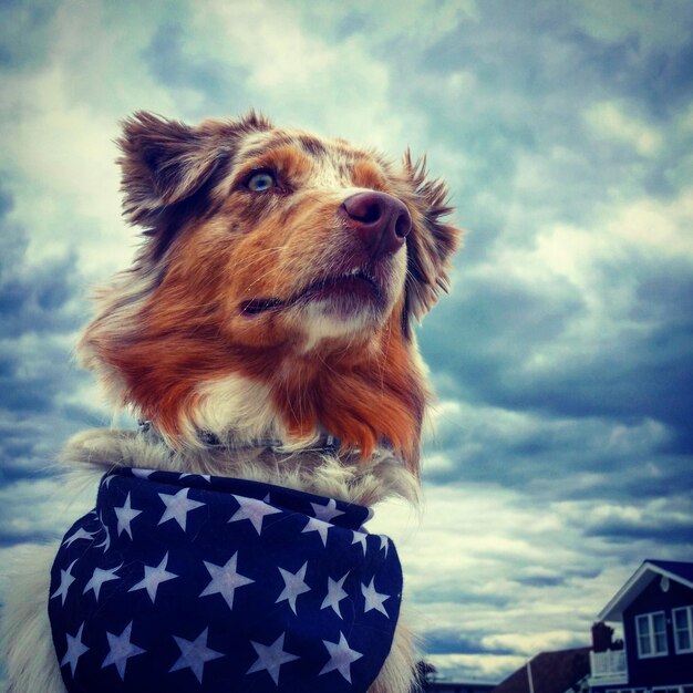 Vista de ángulo bajo de un perro con una bufanda contra un cielo nublado