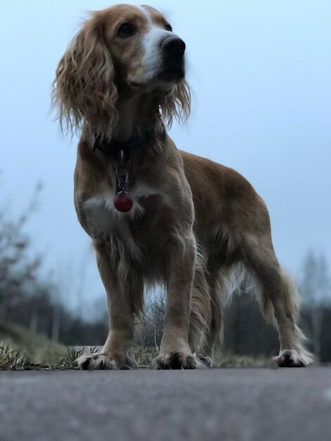 Foto vista de ángulo bajo de un perro mirando hacia el cielo