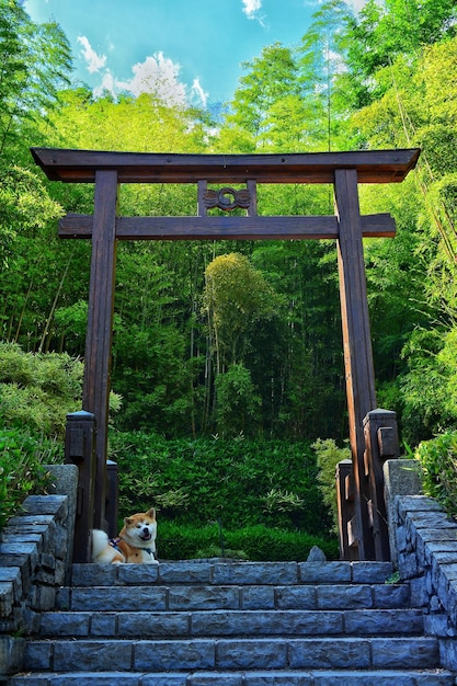 Foto vista de ángulo bajo de un perro sentado junto a la puerta torii