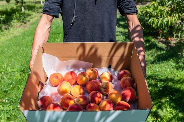 Vista de ángulo bajo de una persona sosteniendo manzanas en un recipiente