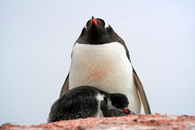 Foto vista de ángulo bajo de pingüino gentoo con pollito contra un cielo despejado