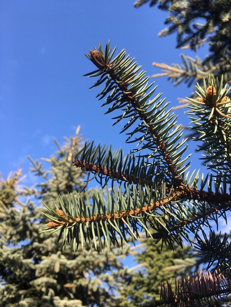 Foto vista de ángulo bajo del pino contra el cielo