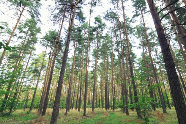 Foto vista de ángulo bajo de pinos en el bosque