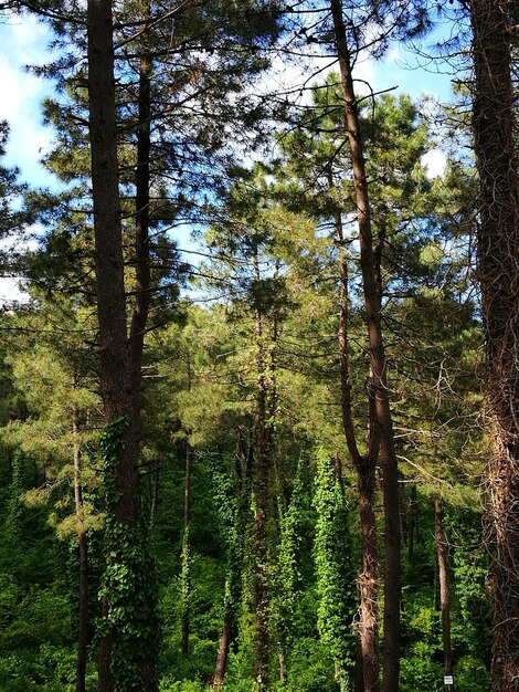 Foto vista de ángulo bajo de pinos en el bosque