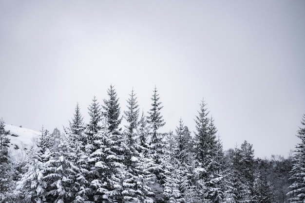 Vista de ángulo bajo de pinos contra el cielo durante el invierno