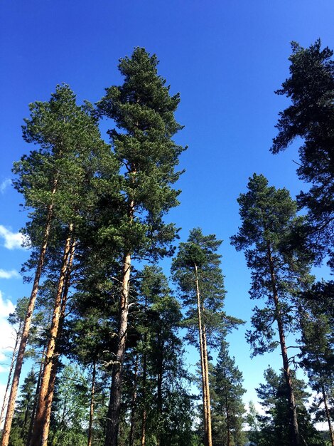 Foto vista de bajo ángulo de pinos contra el cielo