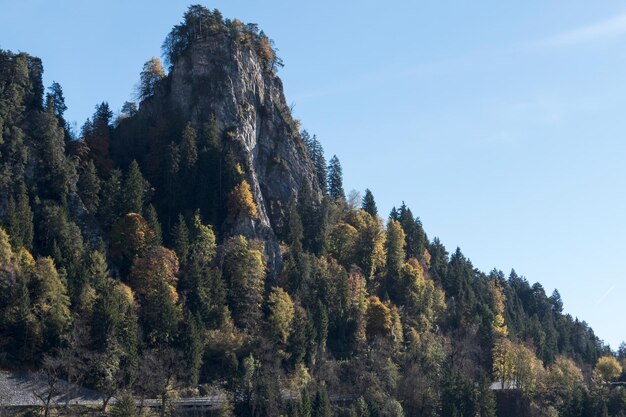 Foto vista de ángulo bajo de pinos contra el cielo