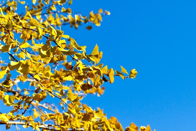 Foto vista de bajo ángulo de la planta amarilla contra un cielo azul claro