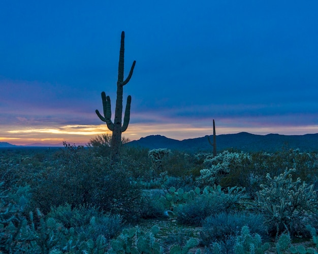 Vista de ángulo bajo de la planta de cactus en el campo contra el cielo nublado al anochecer