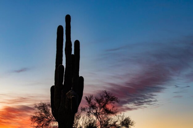 Vista de ángulo bajo de la planta de cactus contra el cielo al atardecer