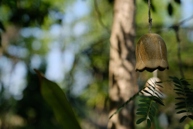 Foto vista de ángulo bajo de una planta colgada en un árbol