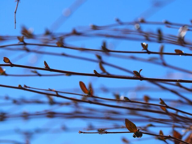 Foto vista de bajo ángulo de la planta contra el cielo azul