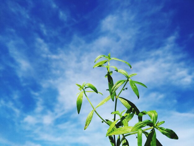 Foto vista en bajo ángulo de la planta contra el cielo