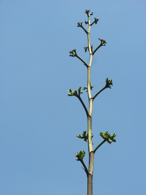 Foto vista de ángulo bajo de una planta en flor contra un cielo azul claro