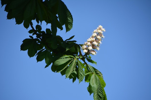 Foto vista de ángulo bajo de una planta en flor contra un cielo azul claro