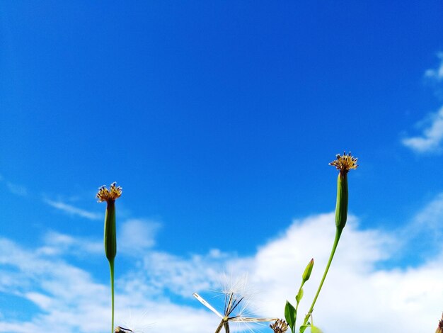 Foto vista de ángulo bajo de una planta en flor contra el cielo azul