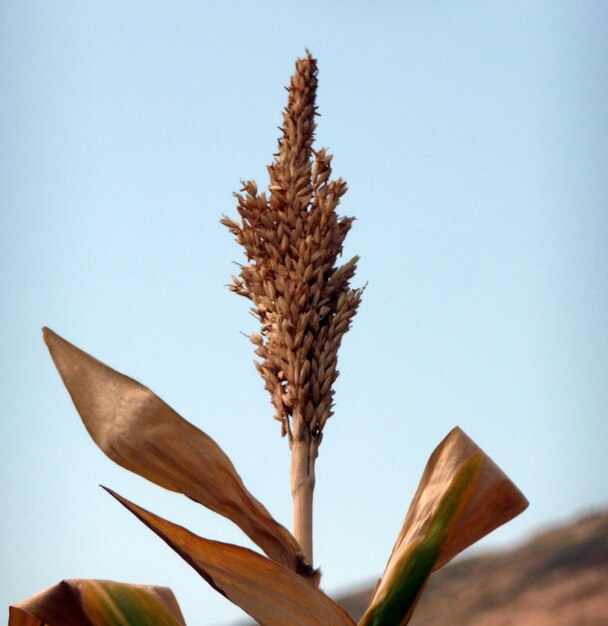 Vista de ángulo bajo de una planta en flor contra un cielo despejado