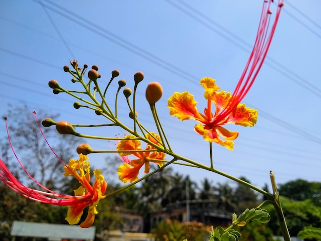 Vista de ángulo bajo de una planta en flor contra el cielo naranja