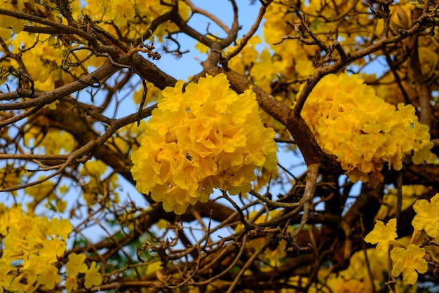 Foto vista en bajo ángulo de una planta de flores amarillas