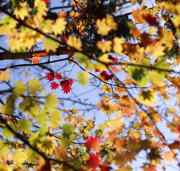 Foto vista de ángulo bajo de una planta con flores en un árbol