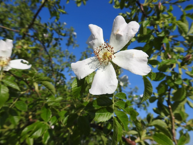 Vista en bajo ángulo de una planta de flores blancas